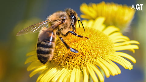 Bees are important for the growth of crops.