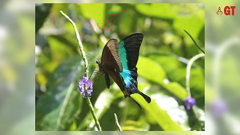 The Malabar Banded Peacock is one of many butterflies that can be seen at Mystic Woods, Ponda