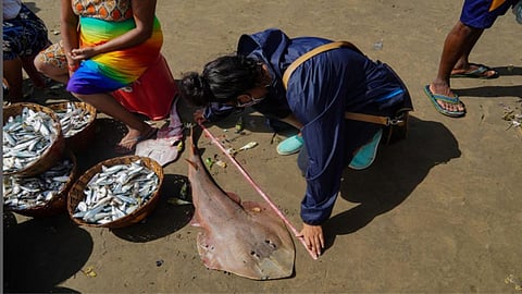 Largest known specimen of the widenose guitarfish (Glaucostegus Obtusus) recorded at Caranzalem. The fish was measured to be 114.3 cm long.