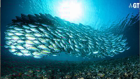 Climate change will have adverse impact on aquatic life of coastal region of Goa (representational purpose only)