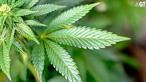 NDPS cases involving Ganja supply are a major issue in South Goa.