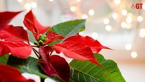 Poinsettias are available in several colours such as red, pink and white