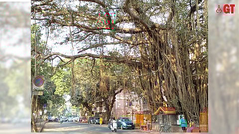 In Goa, the banyan tree is worshipped even in urban spaces