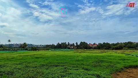 Fields in Taleigao being affected by raw sewage discharge.