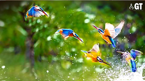 Bird festival will give more insight into the life of various bird species.