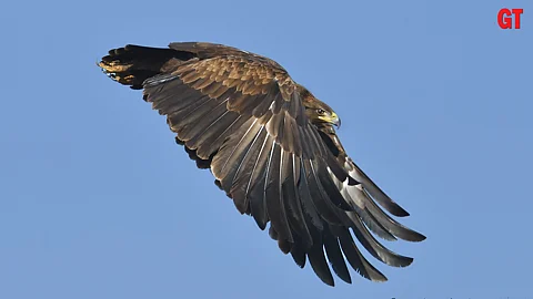 The Crested Serpent Eagle is one of the raptors found in Goa