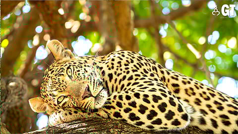 A leopard died after getting trapped in a snare which was placed to catch wild boar in Morpirla.