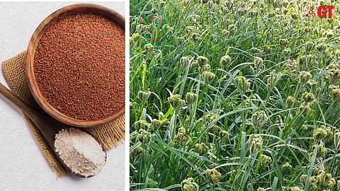 Millet, called 'nachini' or 'nashnne' in Goa is eaten in several parts of India, including Goa