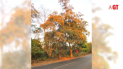 Matti (Terminalia elliptica) trees in Mollem, South Goa