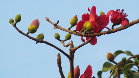 The sawar (also savari) tree is also known as silk cotton tree.