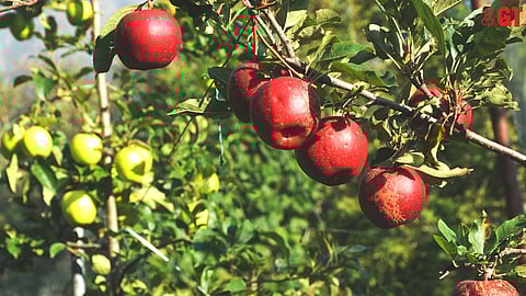 Soon Goans may get a chance to taste their own Goan apples from Verle.
