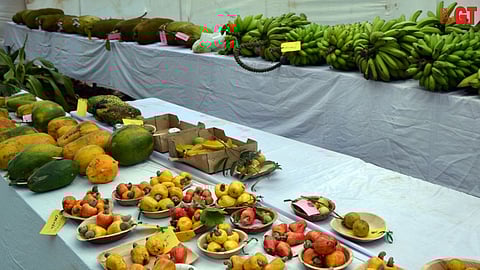 Some of the fruits on display at Konkan Fruit Fest 2022