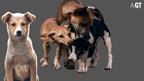 In Goa alone, about 11,500 persons were bitten by dogs in the first four months of this year.