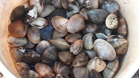 Clams collected in a container