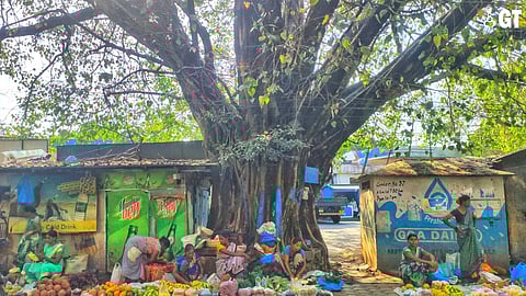 A banyan tree in the heart of Panjim
