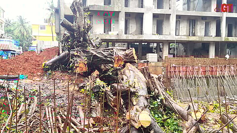 Crane operator claims branches were cut to help lift the tree back into position.