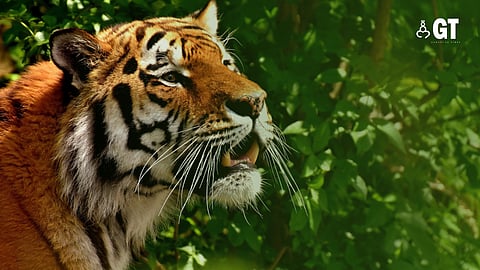 Declaring Mhadei sanctuary as a tiger reserve will make it difficult for Karnataka to divert Goa's water.