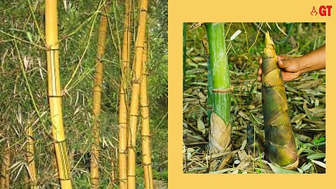 Ornamental Golden Bamboo (left) and a bamboo shoot in the ground (right)