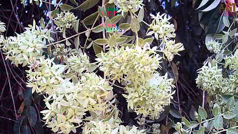 Getonia floribunda (locally called 'Uski' or 'Ukshi') is known to enrich the soil around its roots