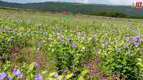 Karvi flowers bloom only once in 8 years and can be found in the jungles of Mollem