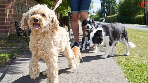 Indie dogs in Goa - they form the largest population of dogs and are better suited to our way of life!