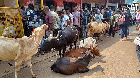 Stray cattle greet those standing in queue to book their jeep trip to Dudhsagar watrefall.