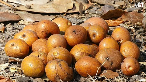 Mattoma (Parinari curatellifolia) fruits look similar to hog plums.