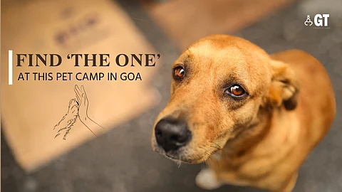Adopt a stray puppy or kitten for free and support a good cause.