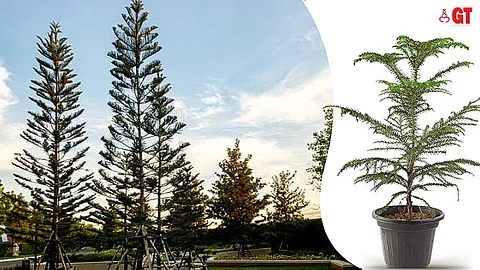 The ‘Araucaria cookii’ tree can be found in many homes in Goa these days.