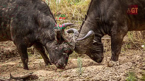Goa's bullfighting - it's significance, and legal battles.