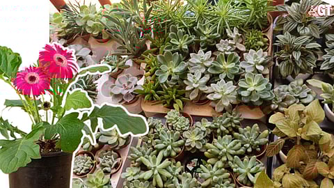 There is an increasing trend on gifting plants during festive occasions.
