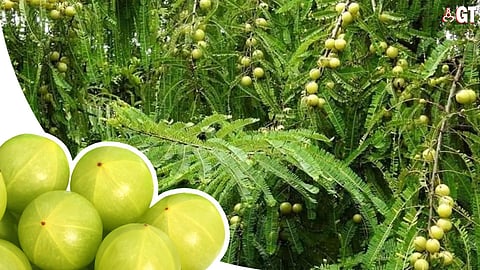 The name 'gooseberry' is used to refer to a number of fruits.