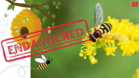 The bee population in Goa, especially that of stingless bees, is on the decline.