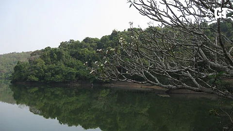 CELEBRATE NATURE: The lush green surroundings of Dhamapur lake.