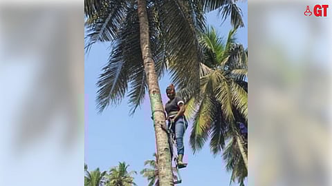 This Tuesday, Estella Pires will demonstrate how to climb a coconut tree using a tree-climbing machine.