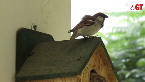 WORLD SPARROW DAY: There is a need to create awareness among locals about the dwindling number of sparrows in urban areas of Goa.