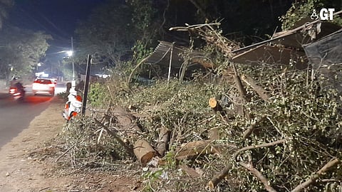SAD REALITY: Trees in Siolim cut to make way for the expansion of road.