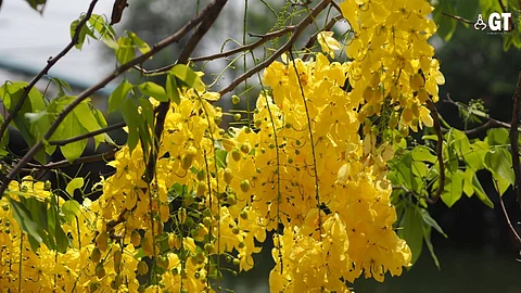 PRETTY AS A PICTURE: Masses of yellow flowers can be seen on amaltas trees at this time of year.