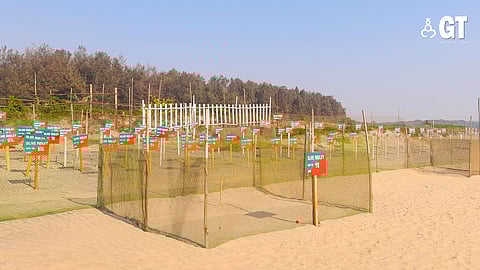 TURTLE NESTLING: The nestling in Morjim are growing in number.