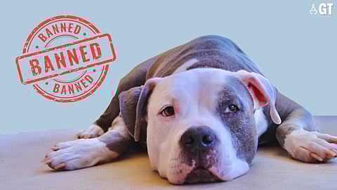 NOWHERE TO GO: According to experts, restrictions on specific breeds fail to tackle the societal problem of negligent ownership of pets.