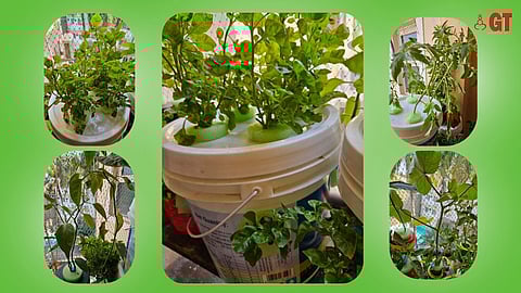 GOING GREEN: Check out a mini kitchen garden, hydroponics, bioenzymes and composting workshop in Miramar on March 24, 2024.