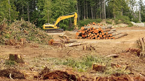 HARSH REALITY: Goa’s small stretch of the Western Ghats is facing the threat of development.