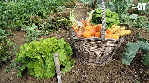 THE SUSTAINABLE LIFE: Kitchen gardening is catching on fast as more and more people are embracing healthy lifestyle habits.