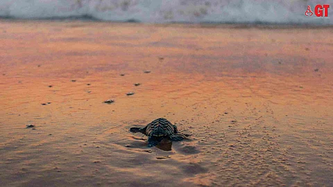 SEEKING NEW HABITATS: Of late, Olive Ridley turtles have been surfacing at touristy beaches such as Miramar and Candolim for their annual nesting.