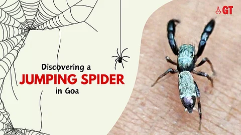 FASCINATING DISCOVERY: The first-ever jumping spider species has been found in Goa.