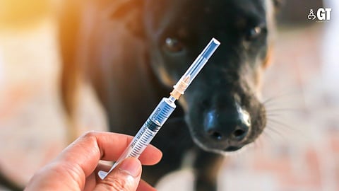 The waiting list builds on as we speak with over 600 people waiting for free sterilization and vaccination drives.