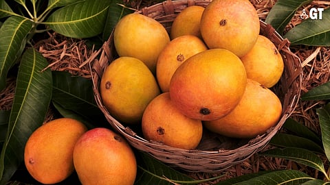 IT'S A FACT: While the Mankurad is the most famous type of mango from Goa, there are, in fact, almost a hundred other varieties of mangoes of Goan origin.