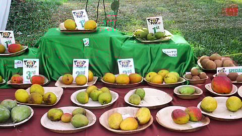 NATURE'S BOUNTY: Fruit competitions are among the many events at the annual Konkan Fruit Fest.