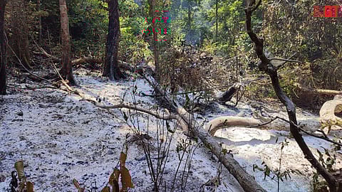 GRIM REMINDER: A year down the line, the state’s forests still bear the scars from last year’s burns