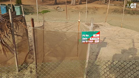 WAITING GAME: Pit no 41, the third last waiting for hatchlings to be released.